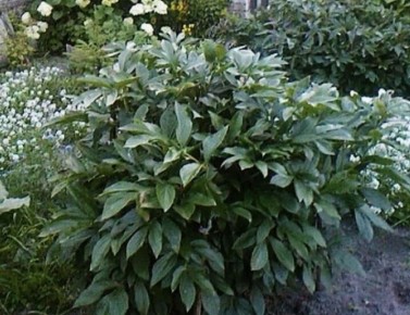 Как подготовить пионы к зиме: советы для яркого цветения на следующий год